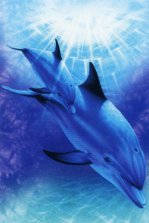 Tree Free Dolphin Play Cards 