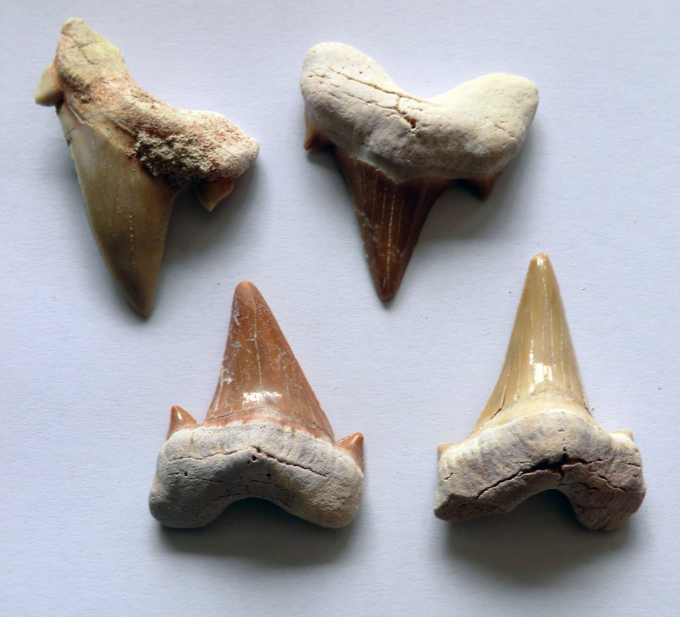 Fossilised Shark Tooth Large (35-40mm) (6A)