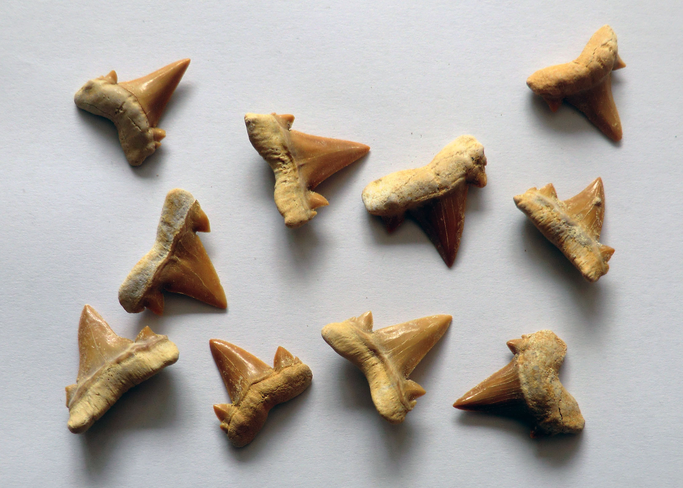 Fossilised Shark Tooth Medium (20-25mm) (6A)