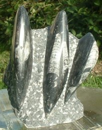 Orthoceras Fossil 3