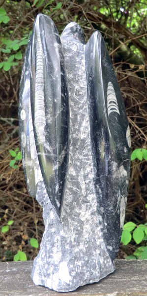 Orthoceras Fossils